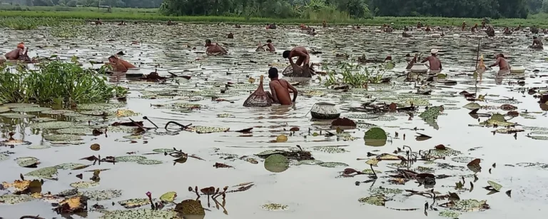 Hands Behind Mithila Fresh: The Farmers Preserving the Soul of Mithila