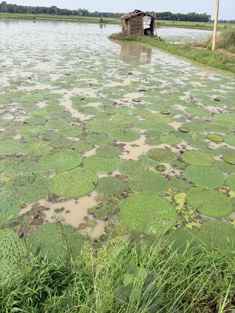 Why Pond-Grown Makhana Tastes Better